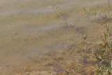 Russetfin Topminnow, photographed in Florida