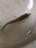 Alaskan Stickleback, photographed in England
