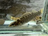 Spotted Darter, photographed in Kentucky