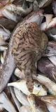 Striated Frogfish, photographed in Hainan