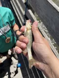 Hornyhead Chub, photographed in Illinois