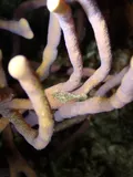 Slender Filefish, photographed in Quintana Roo