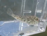 Northern Puffer, photographed in North Carolina