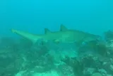 Sand Tiger Shark, photographed in New South Wales
