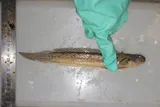 Highfin Goby, photographed in Rio de Janeiro