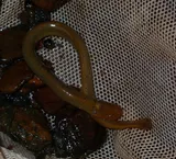 Ohio Lamprey, photographed in Virginia
