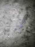 Striped Killifish, photographed in Delaware