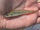 Sauger, photographed in Arkansas