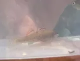Greenthroat Darter, photographed in Texas
