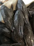 Amazon Sailfin Catfish, photographed in Amazonas