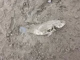 Freshwater Drum, photographed in Ontario