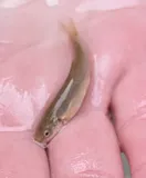 Speckled Dace, photographed in Utah