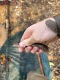 Grass Pickerel, photographed in Alabama