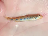 Bluegrass Darter, photographed in Kentucky