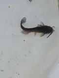 Brown Bullhead, photographed in Ontario