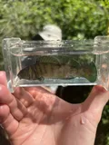 Greenfin Darter, photographed in North Carolina