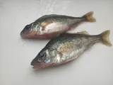 Ruffe, photographed in Sumy
