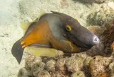 Whitespotted Filefish, photographed in Soufrière