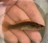 Barrens Darter, photographed in Tennessee