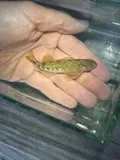 Swannanoa Darter, photographed in Virginia