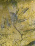 Rosyside Dace, photographed in North Carolina