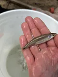 Silverstripe Shiner, photographed in Alabama