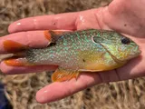 Lepomis solis, photographed in Mississippi