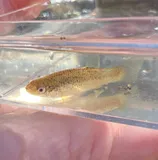 Speckled Killifish, photographed in North Carolina