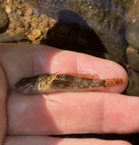 Slimy Sculpin, photographed in New Jersey