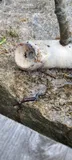 Sea Lamprey, photographed in Østfold