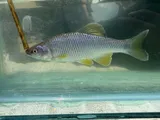 Steelcolor Shiner, photographed in Ohio