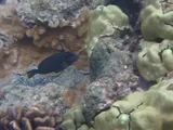Brown Leatherjacket, photographed in Hawaii