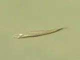 Blackstripe Topminnow, photographed in Texas