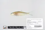 Silver Chub, photographed in Minnesota