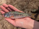 Striped Shiner, photographed in Mississippi