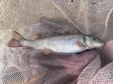 Utah Sucker, photographed in Utah