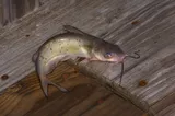 Channel Catfish, photographed in Texas