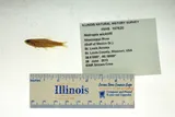 Channel Shiner, photographed in Missouri