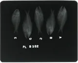 Yellowfin Menhaden, photographed in Georgia