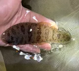 Blackcheek Tonguefish, photographed in New Jersey