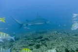 Bull Shark, photographed in Baja California Sur