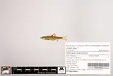Ozark Shiner, photographed in Missouri