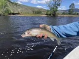 Mountain Whitefish, photographed in Montana