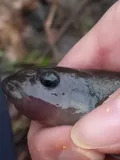Cutlip Minnow, photographed in Pennsylvania