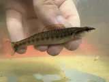 Slenderhead Darter, photographed in Kentucky