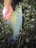 River Carpsucker, photographed in Ohio