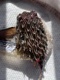 Striped Burrfish, photographed in Florida