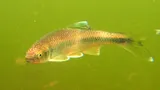 Satinfin Shiner, photographed in Virginia