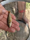 Yaqui Chub, photographed in Arizona