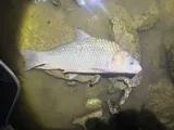 River Carpsucker, photographed in Kentucky